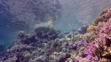 静态<strong>视频</strong>珊瑚礁红色的海阿布<strong>配音</strong>美丽的水下景观热带鱼珊瑚生活珊瑚礁埃及